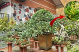 Trồng cây ngâu trước nhà có giúp gia chủ thu hút tài lộc không?