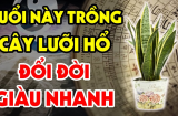 Tuổi này trồng cây Lưỡi Hổ như hổ chắp thêm cánh: Đắc lộc kinh doanh, tiền tiêu không xuể