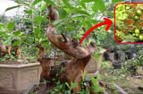 Có nên trồng cây ổi trước cổng nhà hay không?