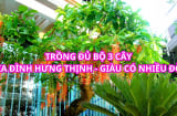 Tổ tiên dặn nhà đủ 3 cây thì vàng bạc không thiếu, giàu phúc giàu cả con. 3 cây đó là gì?