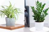 7 sai lầm khi trồng cây cảnh trong nhà cần tránh nếu không muốn càng trồng càng héo tàn