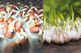 Những thực phẩm này để lên mầm sẽ thành quý như vàng, giàu dinh dưỡng tăng công dụng gấp bội, cách làm cực dễ