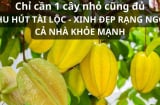 Tại sao nói trồng cây khế trong nhà rước tài lộc, gia chủ giàu có, vợ xinh con khỏe, người già thì trường thọ?