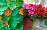 5 loại chậu hoa cây cảnh cực đẹp nhưng lại tỏa mùi khó chịu, trồng trong nhà cẩn thận đuổi Thần Tài, mất lộc