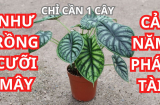 Cao nhân chỉ điểm: Giáp Thìn 2024 nhất định nên trồng 1 cây uy vũ này, cả năm may mắn, giàu có bộn tiền