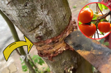 Tổ Tiên dặn cấm sai: 'Nghèo mấy cũng đừng chặt 3 cây, con cháu về sau sẽ được bảo vệ', đó là gì?