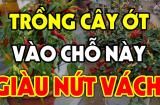Có nên trồng 1 cây ớt trước cổng nhà không?