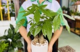 5 loại cây có tên cực hay, mang bình an tài lộc cho gia chủ, thích hợp làm quà tặng ngày Tết