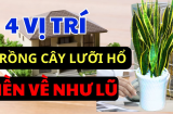 Có nên đặt một chậu cây Lưỡi Hổ trong nhà không?