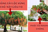 Có nên trồng cây lộc vừng trước nhà không?