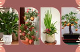Người thông minh không bao giờ mua 7 loại cây cảnh này trưng Tết: Số 1 nhiều người rất thích