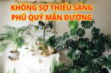 3 cây cảnh phú quý giàu sang, không cần nắng vẫn xanh tốt, nhà tối mấy cũng trồng được giúp chiêu tài đổi vận