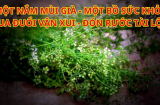 Tại sao Link nhập code shbet https freecode shbet pages dev người Việt dặn con cháu tắm nước lá mùi ngày cuối năm? Dùng lá khác thay thế được không?