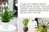 3 loại cây trồng trong nước được ví như “hoa cát tường”, người giàu thường đặt trong phòng khách để thu hút tài lộc