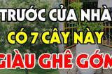 Các cụ dặn: Nghèo mấy cũng đừng chặt bỏ 3 loại cây này càng trồng càng giàu có, đời đời phú quý