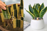 Tự trồng cây lưỡi hổ từ lá cực dễ, đảm bảo thành công ngay từ lần đầu tiên