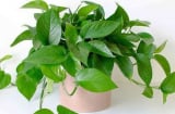 2 loại cây dễ trồng trong nhà nhất giúp lọc không khí là làm tinh thần thư giãn