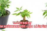 Trồng cây kim ngân muốn xanh tốt quanh năm giúp mang lại may mắn, không bị vàng lá nhất định nhớ 3 đại kỵ
