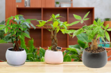 Trồng cây kim ngân nên chọn chậu có mấy gốc để thu hút tài lộc giàu có và phù hợp với từng gia chủ?