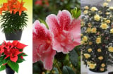Chọn chậu hoa cây cảnh để chơi và tặng Tết nên tránh những loại này kẻo Tết mất vui, Shbet111 slot, casino, thể thao, xổ số lục đục