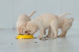 Kinh nghiệm người xưa: 7 biểu hiện của động vật trong nhà là dấu hiệu may mắn, chuẩn bị đón tài lộc