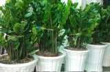 Người thuộc 2 mệnh này chớ nên trồng cây kim tiền, kẻo phạm xui xẻo, tài lộc tiêu tán hết