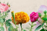 10 loại hoa rất đẹp nhưng chỉ dùng để trang trí, tuyệt đối không dùng thắp hương, kẻo bị quở trách, phạm đại kỵ