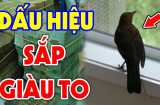 Có 3 loài chim bay vào nhà là thần Tài 'gõ cửa' liên hồi, chớ dại mà xua đuổi