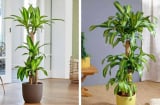 Cây thiết mộc lan có ý nghĩa gì? Tuổi nào trồng thiết mộc lan là tốt nhất?