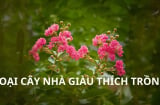 Vì sao nhà giàu xưa thích trồng cây tường vi? Vị trí tốt nhất để trồng cây tường vi giúp thêm phúc thêm tài