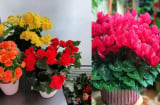 4 loại chậu hoa rực rỡ cực hợp cho năm Giáp Thìn 2024, nhất định phải có 1 chậu chiêu tài hút lộc