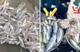 4 loại cá biển tự nhiên ngon nhất, giàu dinh dưỡng: Đi chợ thấy nên mua ngay