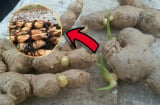 Phụ nữ ba ngày không được thiếu củ sen, đàn ông ba ngày không được thiếu gừng, lí do là gì?