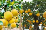 Trồng cây bưởi trước nhà có tốt không? Ý nghĩa phong thủy của cây bưởi, rất ít người biết điều này