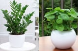 5 loại “bùa may mắn” chẳng tốn tiền mua, chỉ ngắt một lá cắm vào đất là có thể bén rễ “ầm ầm”