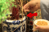 Lau dọn bàn thờ lỡ làm bát hương xê dịch, bị đổ vỡ có 'gặp đại họa' không?