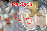 Ngao đừng chỉ ngâm cùng đinh hay ớt: Thêm thứ này vào ngao nhả sạch cát bẩn, béo ngọt gấp đôi