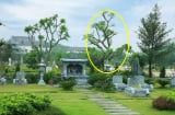 Các cụ có câu: 3 cây không trồng trước mộ, 4 thứ không đặt lên giường, đó là gì?