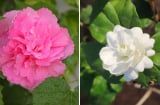 6 loại hoa đẹp nhưng không dùng để chơi Tết, tránh mua về kẻo rước xui xẻo