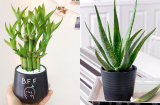 7 loại cây được dân văn phòng “mê mẩn”, đặt trên bàn làm việc vừa giảm căng thẳng vừa giúp thu hút tài lộc