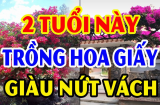 Người tuổi nào rất hợp trồng cây hoa giấy?