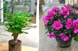 6 cây cảnh thường được người giàu trồng trong phòng khách, vừa hút tài lộc vừa tô điểm không gian