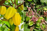Người tuổi nào hợp trồng cây khế, rước lộc vào nhà?