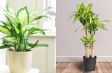 Người xưa dạy cấm sai: 6 loại cây nên trồng trước cửa nhà để sự nghiệp hanh thông, tiền tài ào ào vào cửa