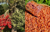 Loại cây trước chỉ trồng làm cảnh, nay quả của nó trở thành món đặc sản, dịp Tết bán giá 160.000 đồng/kg