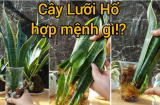 Người mệnh nào rất hợp trồng cây Lưỡi Hổ?