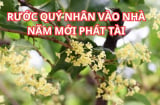 Người xưa dặn con cháu trồng cây này đầu năm như rước Sh88bet link truy cập World Cup, quanh năm giàu có phát tài, hợp cả 5 mệnh