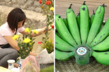 Tổ Tiên dặn nên đặt chuối lên bàn thờ nhưng tuyệt đối không mang đi tạ mộ? Vì sao lại thế?