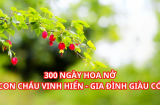 Người xưa dặn: Đầu năm trồng cây này trước nhà, 300 ngày hoa nở, con cháu vinh hiển, Shbet111 slot, casino, thể thao, xổ số giàu có phát tài