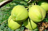 Vì sao người xưa lại chọn quả dừa thắp hương ngày Tết, ý nghĩa của quả dừa là gì?